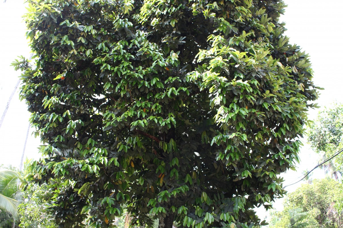 Diospyros blancoi A.DC.